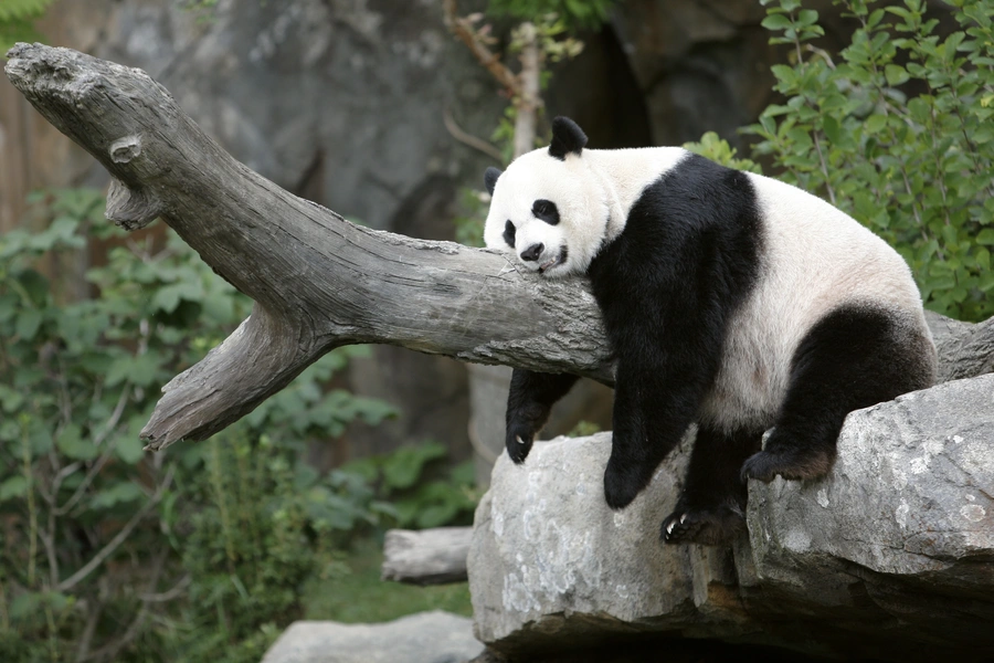 Giant panda Mei Xiang enjoys her afternoon nap at the National Zoo in Washington on August 23, 2007.