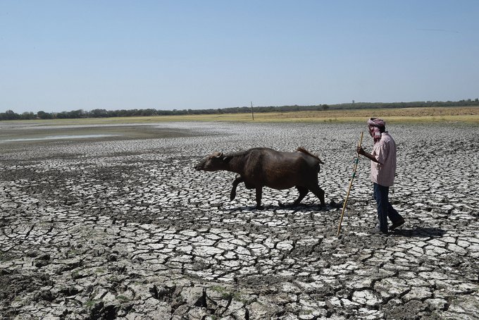 An Indian shepard with his buffalo walk on the dry bed of Thol Bird Sanctuary, a shallow water reservoir