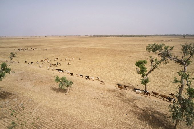 An aerial view cows walking along dried out paddy fields (rice) between Mopti and Sevare in Central Mali 